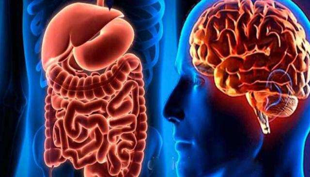 هل تؤثر البكتيريا النافعة على المزاج والسعادة ؟ ( الأمعاء والدماغ)