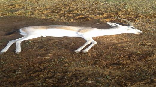 نفوق نصف قطيع غزال الريم في العراق