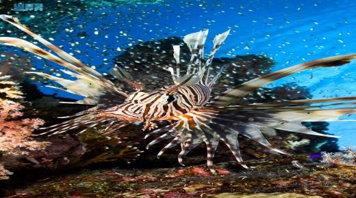 أخطر الكائنات البحرية