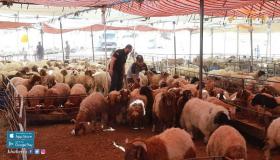 تحديد مواقع بيع الاضاحي في عمان