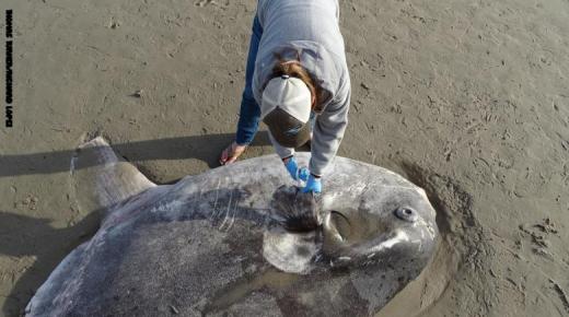 العثور على سمكة نادرة الوجود على شاطئ في كاليفورنيا