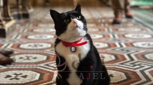 كبير صائدي الفئران في الخارجية البريطانية  القط بالمرستون يعلن تقاعده عن العمل