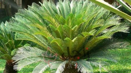 هذا ما يفعله نبات السيكاس السام في الإنسان والحيوان بعد تناوله