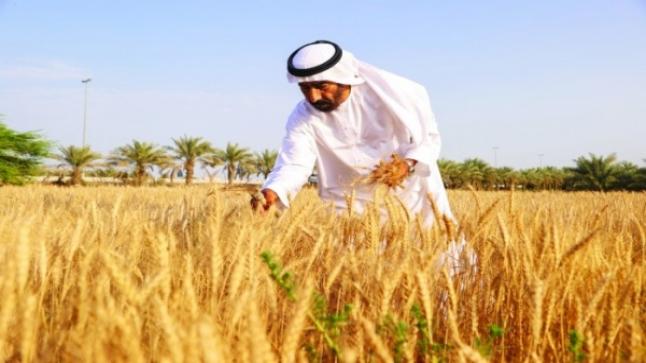 السعودية تعلن شراء 495 ألف طن من القمح ..