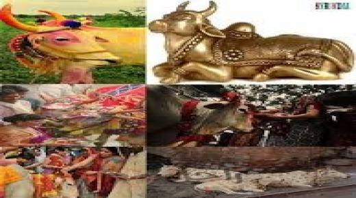 البقرة فى الحضارات القديمة.. ما بين تقديس واحتقار وعبادة