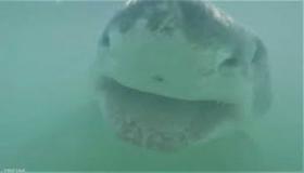 القرش الضاحك