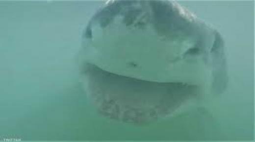 القرش الضاحك