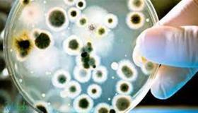 اكتشاف بكتيريا عملاقة