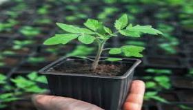 ما هي أفضل طريقة لنقع البذور للحصول على محصول قياسي؟