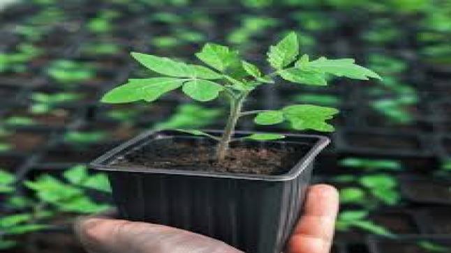 ما هي أفضل طريقة لنقع البذور للحصول على محصول قياسي؟