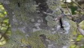 كيفية تنظيف حديقة قديمة من الأشنات برشّة واحدة: طريقة مجرّبة