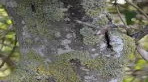 كيفية تنظيف حديقة قديمة من الأشنات برشّة واحدة: طريقة مجرّبة