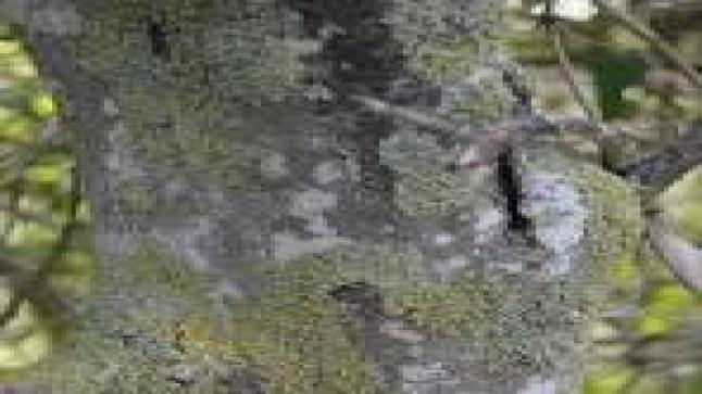 كيفية تنظيف حديقة قديمة من الأشنات برشّة واحدة: طريقة مجرّبة