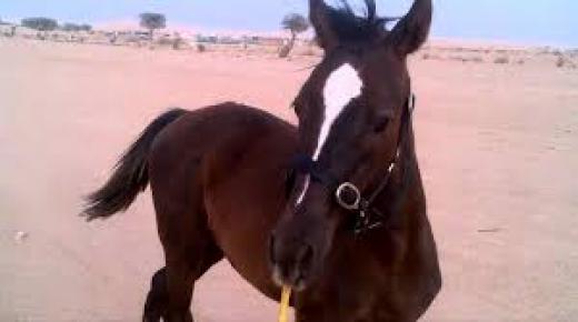 العثور على دم سائل في جسم مهر متجمد منذ 42 ألف سنة