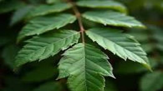 نحلم جميعاً بأن تكون عتبات نوافذنا خضراء مليئة بالشجيرات القوية مع بداية الموسم، لكن الواقع أحياناً يُجري تعديلات.