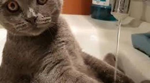 بالفيديو… قط “شيشاني” يشعل مواقع التواصل الاجتماعي