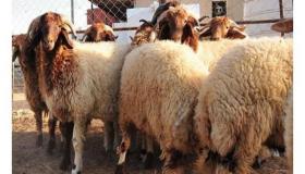 الأردن يصدر 130 ألف رأس غنم خلال أسبوعين