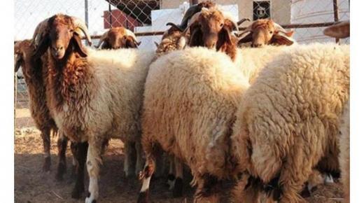 الأردن يصدر 130 ألف رأس غنم خلال أسبوعين