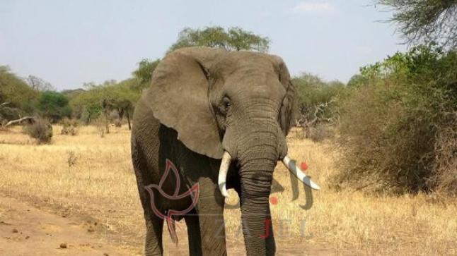 كافان…” الفيل الأكثر وحدة” يخرج للحرية