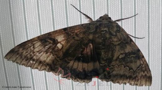 بحجم طائر…العثور على فراشة في تشرنوبل