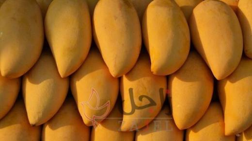 العديد من الفوائد المميزة لزيت بذور المانجو