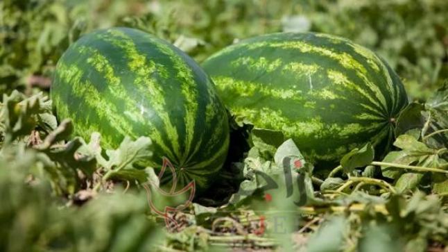 تعرف على كمية البطيخ الممكن تناولها دون ضرر
