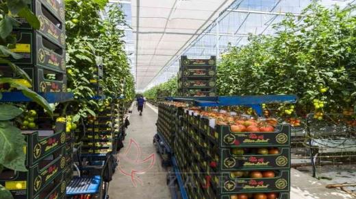 مصادر مستدامة للطاقة والمياه والغذاء في الامارات