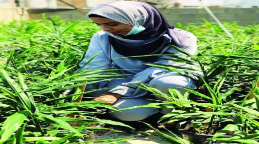 فلسطينية تتغلب على البطالة بزراعتها للزنجبيل