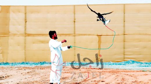 140 صقراً تحلّق في اليوم الثاني لـ «التلواح»