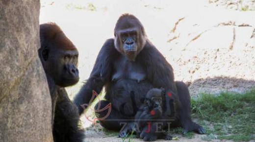 جاءت لإطعامها فهاجمتها… غوريلا تهاجم عاملة في مدريد