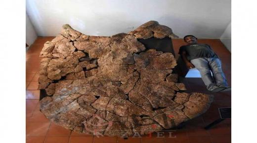 أكبر سلحفاة معمرة عاشت في كوكبنا