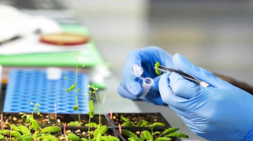 مزارع الذكاء الاصطناعي.. محاصيل أكثر كيمياويات أقل