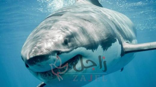 رجل يصارع لإنقاذ زوجته من بين فكي سمكة قرش