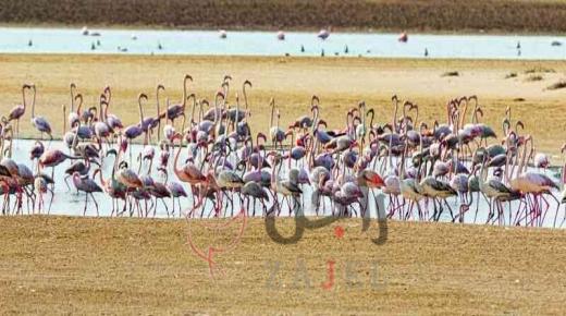 12 ألف طائر « الفلامنغو» تحتضنهم أبوظبي