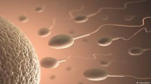 حفظ الحيوانات المنوية لا يؤثر على التلقيح الاصطناعي