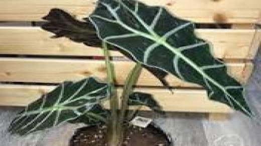 هذه النباتات موجودة الآن في كل منزل عصري تقريباً. ما سرّها؟