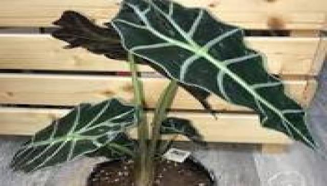 هذه النباتات موجودة الآن في كل منزل عصري تقريباً. ما سرّها؟