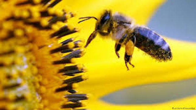 تغير المناخ يؤثر سلباً في النحل