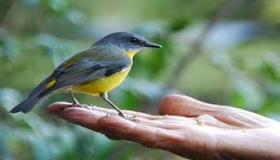 إذا جلس طائر على يديك ليأكل، فماذا يمكن أن يعني ذلك؟