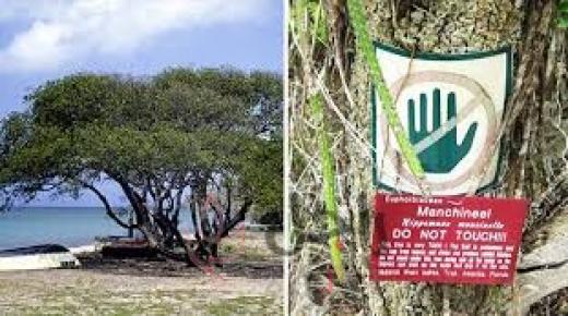 “تفاحة الموت الصغيرة”… أخطر شجرة في العالم