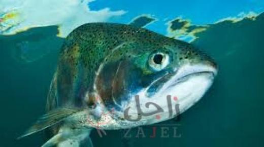 شوكة سمكة.. السبب في انتشار بكتيريا خطيرة في ذراع مسن