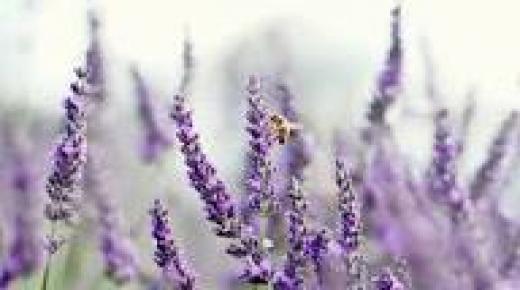 الخزامى: سرّان رئيسيان لزراعة هذه الزهرة الجميلة