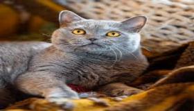 ما الذي تفكر فيه القطة عندما يختفي شخص ما من الباب في طريقه إلى العمل؟