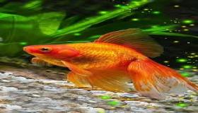 هل تعلم أن شاشة التوقف على هاتفك يمكن أن تؤثر على حياتك؟