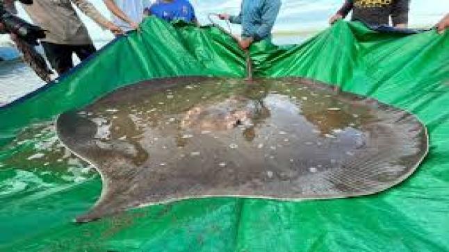 عثر صيادون مصادفة على سمكة الراي اللاسع العملاق التي تجاوز طولها 4 أمتار وبلغ وزنها نحو 181 كيلوجرامًا