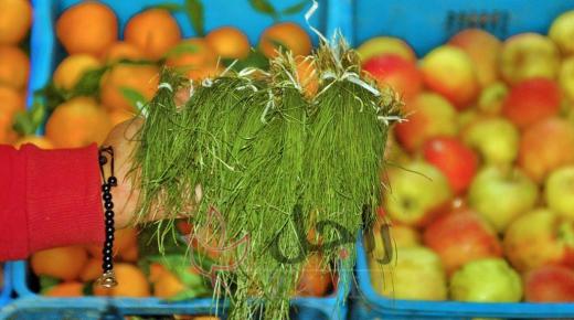 موسم جمع اللازول.. علاج ومؤونة ومصدر رزق