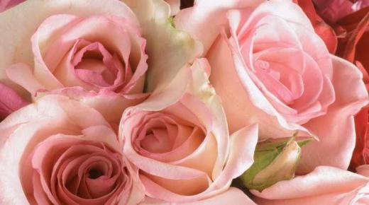 الخصائص الفريدة لورد الجوري