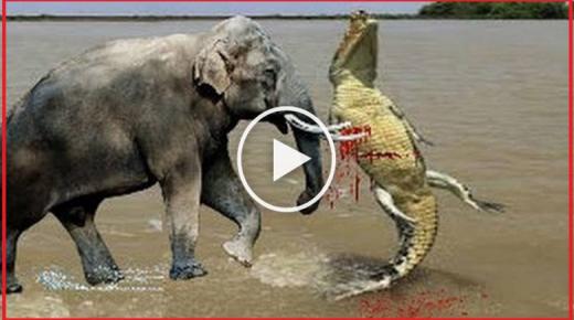 شاهد الأم ماذا فعلت !!