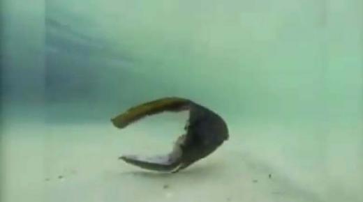 سمكة تسبح في المياه ورأسها مفصول عن جسدها