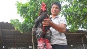 دجاج فيتنامي ، سيكون أغرب دجاج تشاهده